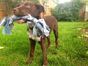 Image of puppy holding DIY dog toy made of denim and t-shirt strips